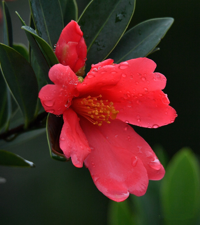 杜鹃红山茶花图片大全图片