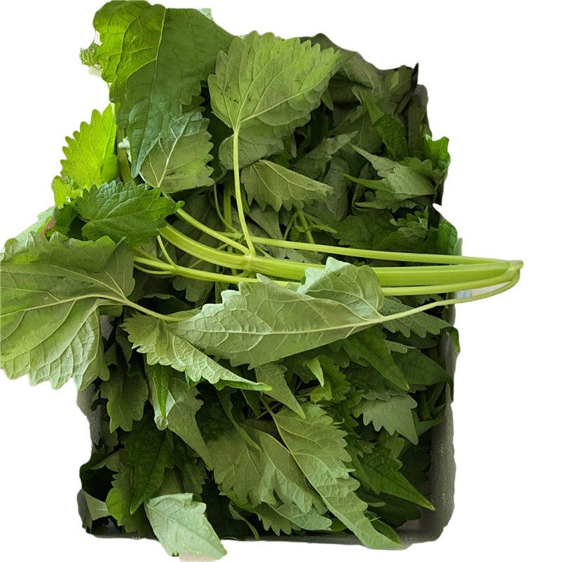 轻恋四川新鲜藿香叶 鱼香叶 鱼香菜藿香苗草做菜 果浓霍香叶子son