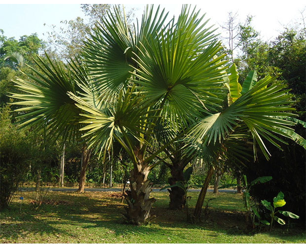 可狄2022 新 德骊嘉 棕榈树苗棕榈大树扇子树苗老人葵蒲葵四季常青