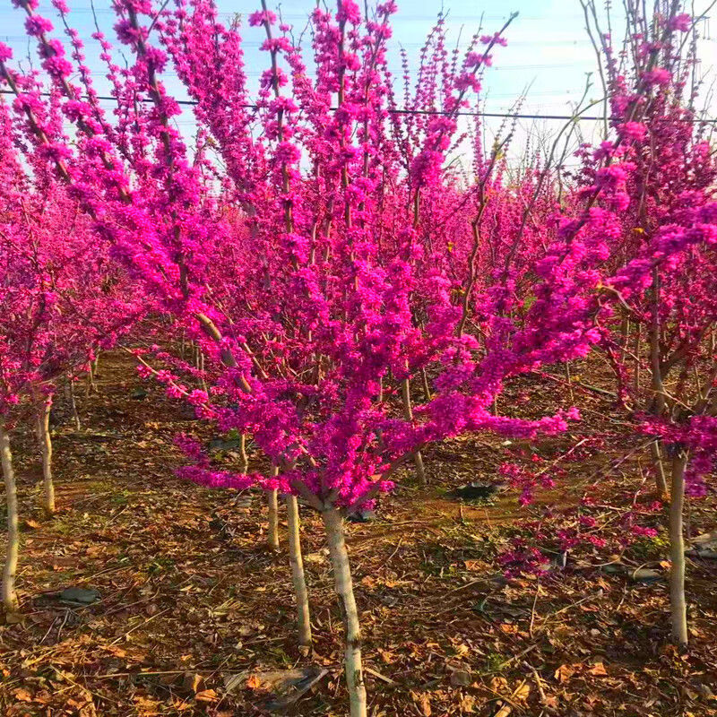 紫荆花树苗花苗紫荆树苗紫金花树苗名贵庭院绿化苗木风景树紫荆肥料1