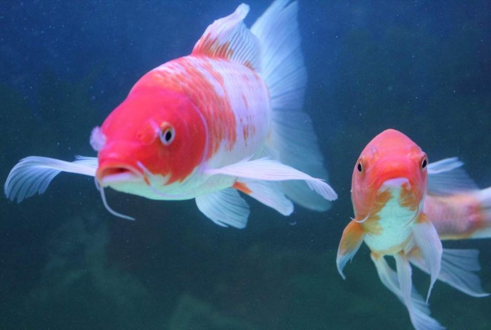 龙凤锦鲤鱼大型白金黄金乌金三色巨型锦鲤鱼纯种活体冷水鱼观赏鱼尺寸