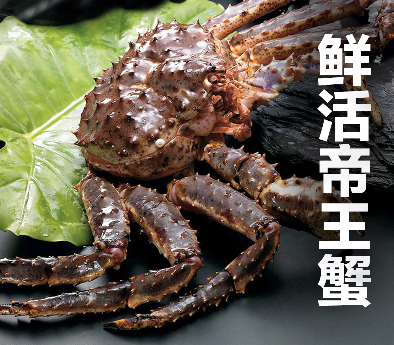 活鲜御鲜之王俄罗斯鲜活帝王蟹超大螃蟹长脚蟹奢华大蟹4952斤只