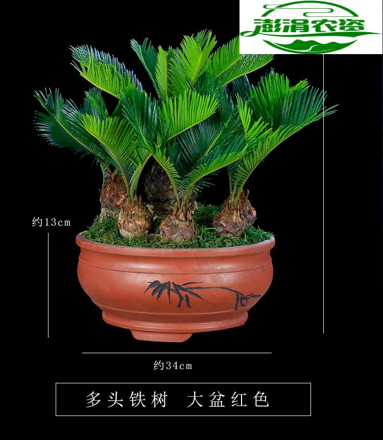 铁树盆景大型植物室内办公室绿植客厅桌面盆栽多头苏铁四季常青鱼七秒