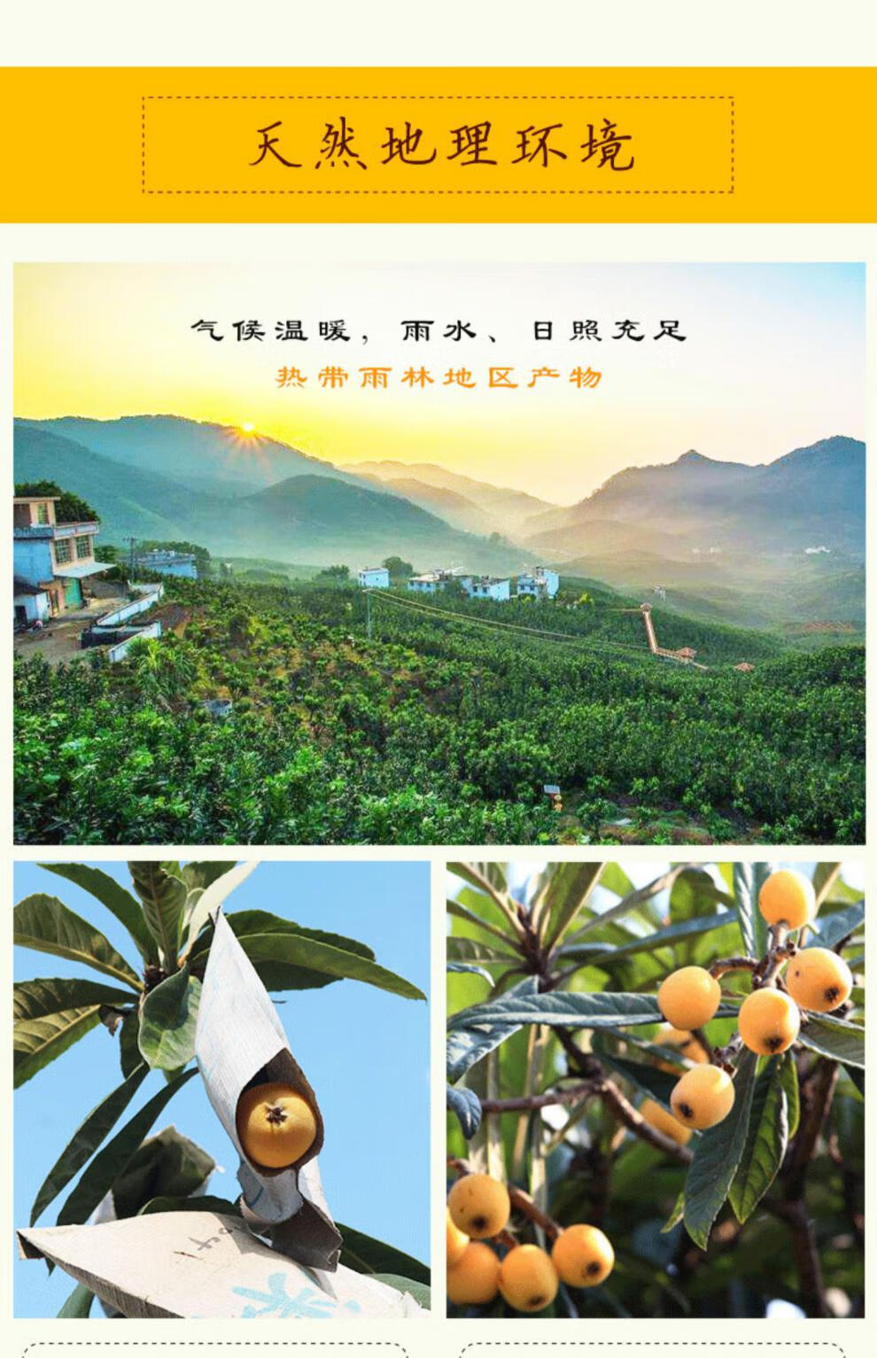 顺丰产地直供特大果正宗云霄枇杷新鲜510斤福建漳州枇杷当季枇杷甜