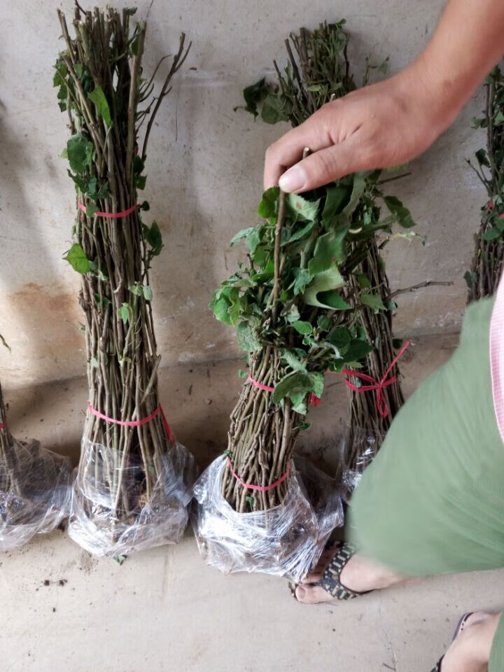 构树小苗构树苗饲养构树叶南北方种植防滑树古浆树8厘米粗50cm含60cm