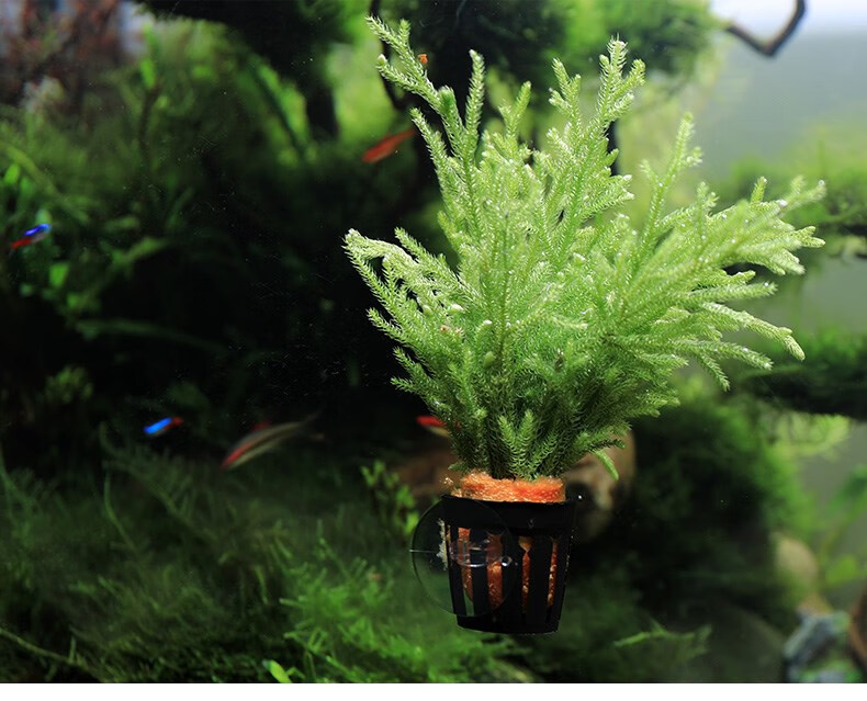 鹿角榕懒人活体水草无土耐活耐低温苔藓鱼缸生态瓶雨淋缸造景阴性