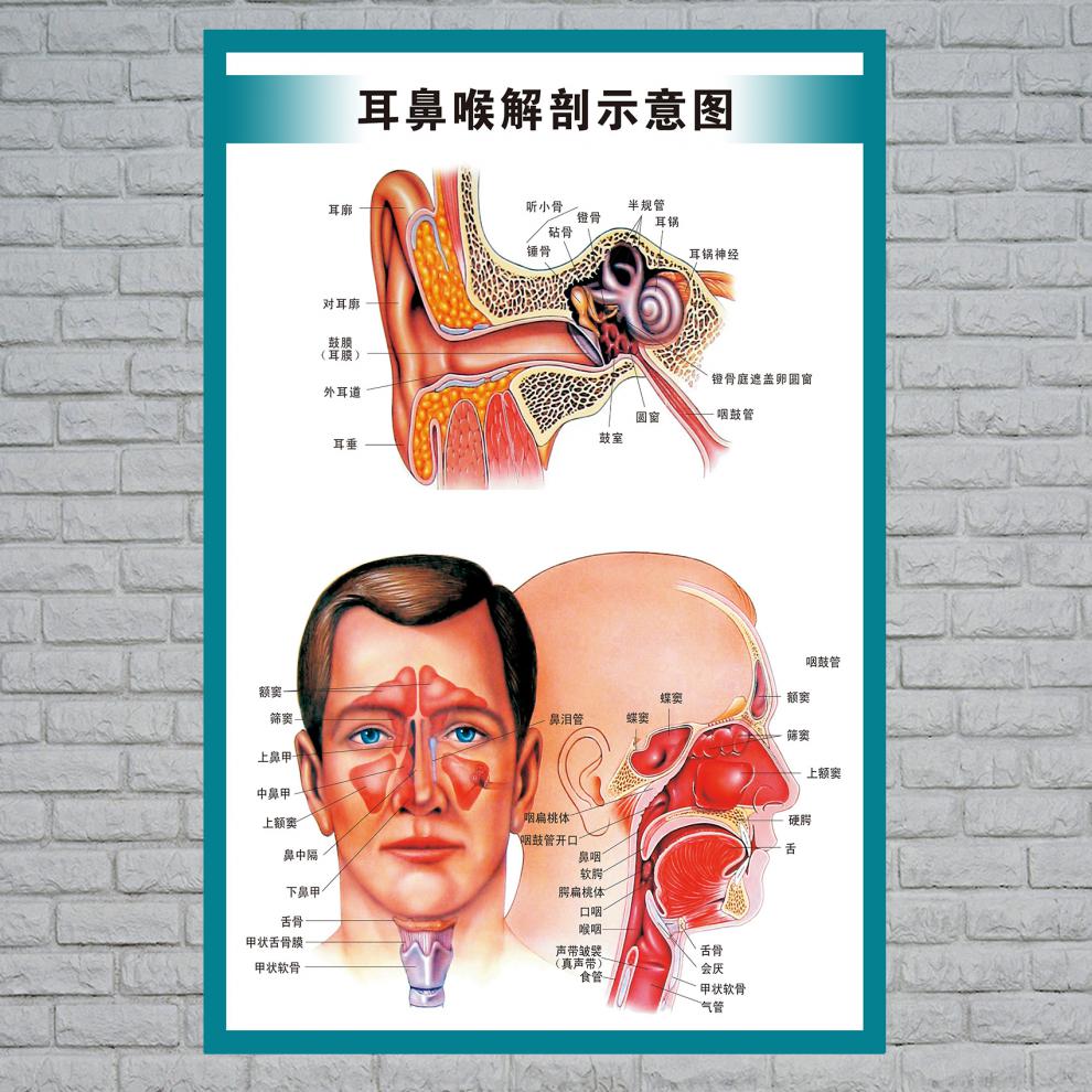 鼻部解剖示意图 60*80cm=32寸 kt板包边(3张起做【图片 价格 品牌