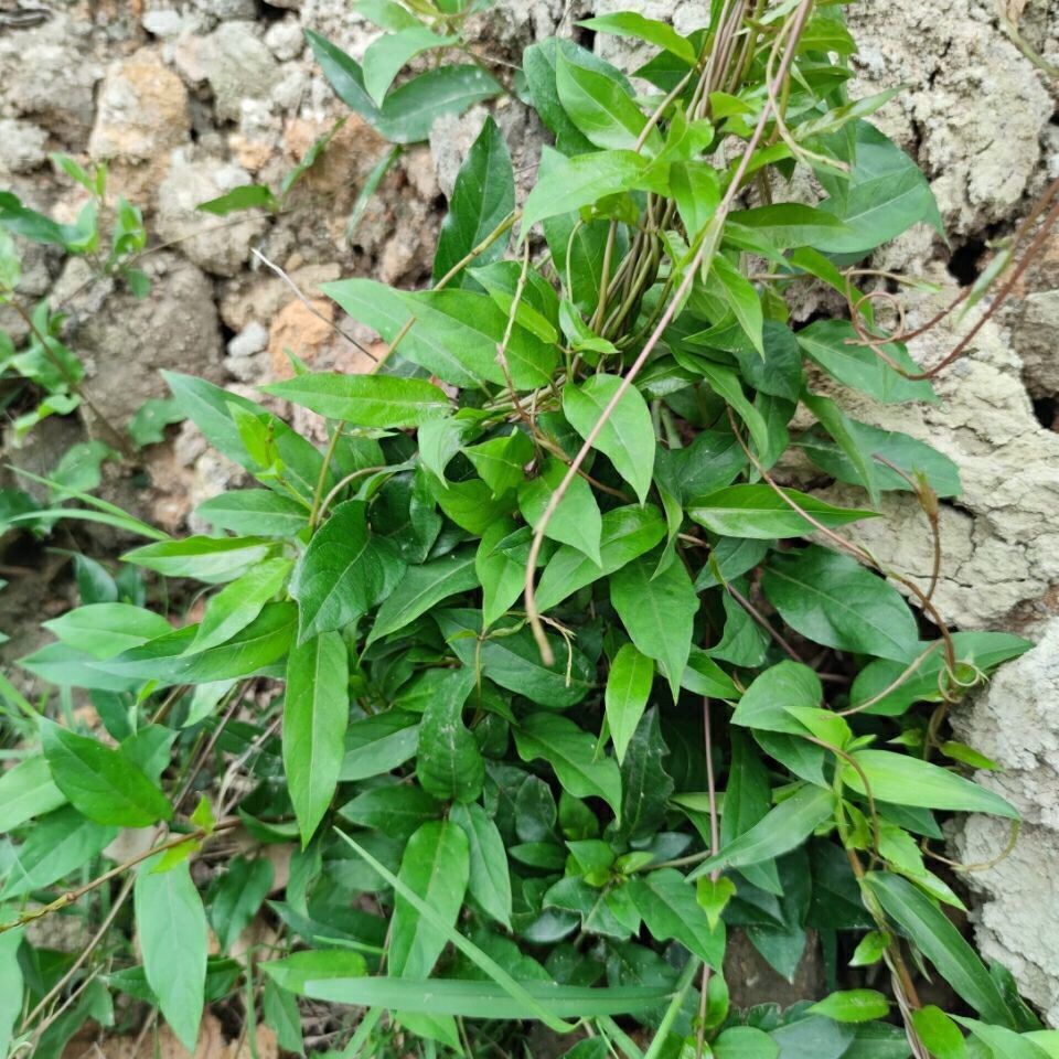 鸡屎草的功效与图片图片