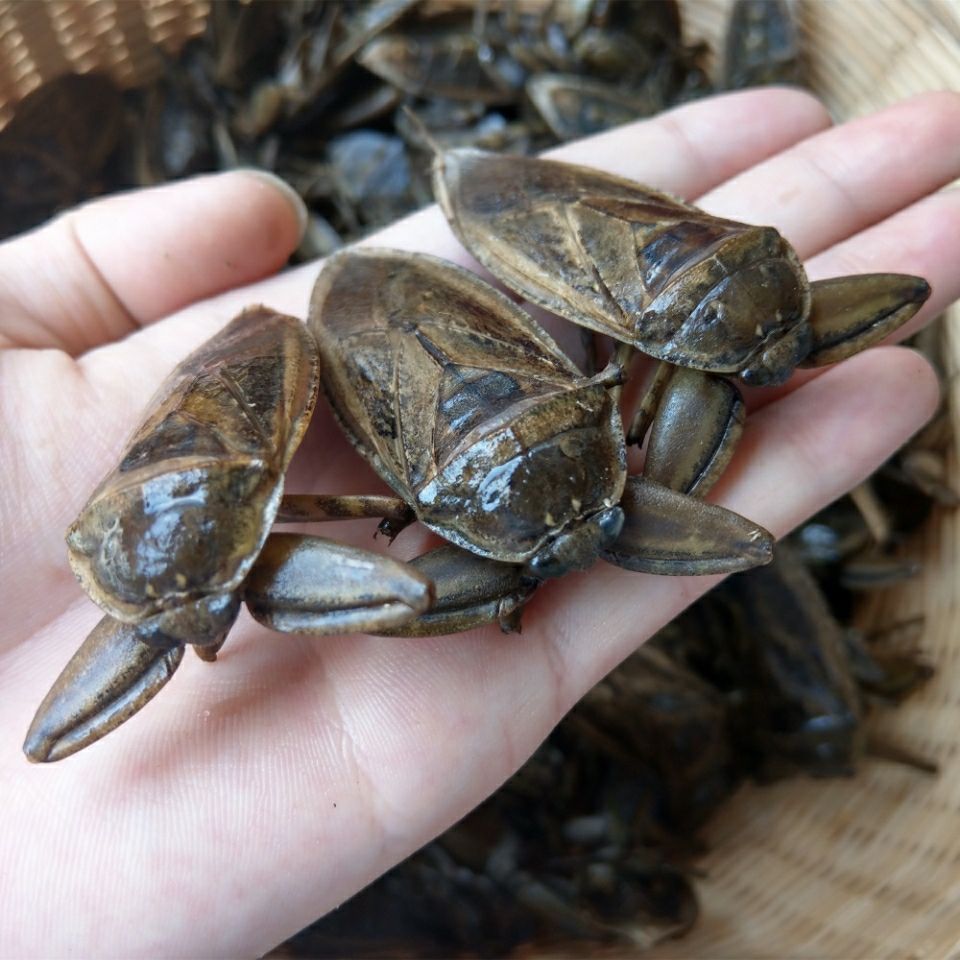 16只起售新鲜速冻水知了水蟑螂桂花蝉水蟑螂掐脚虫中药材水蟑螂川谷食