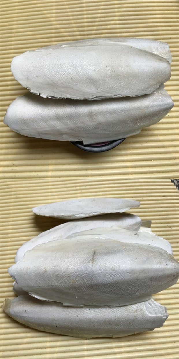 海螵蛸 中药材 乌贼骨 墨鱼骨 精选大片海螵蛸500克可磨粉【图片 价格