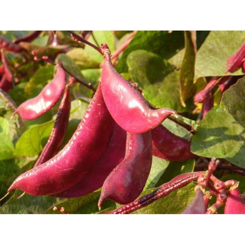 民汇园 早熟红花肉扁豆种子 蔬菜种子 宽荚眉豆种子 紫边眉豆种子