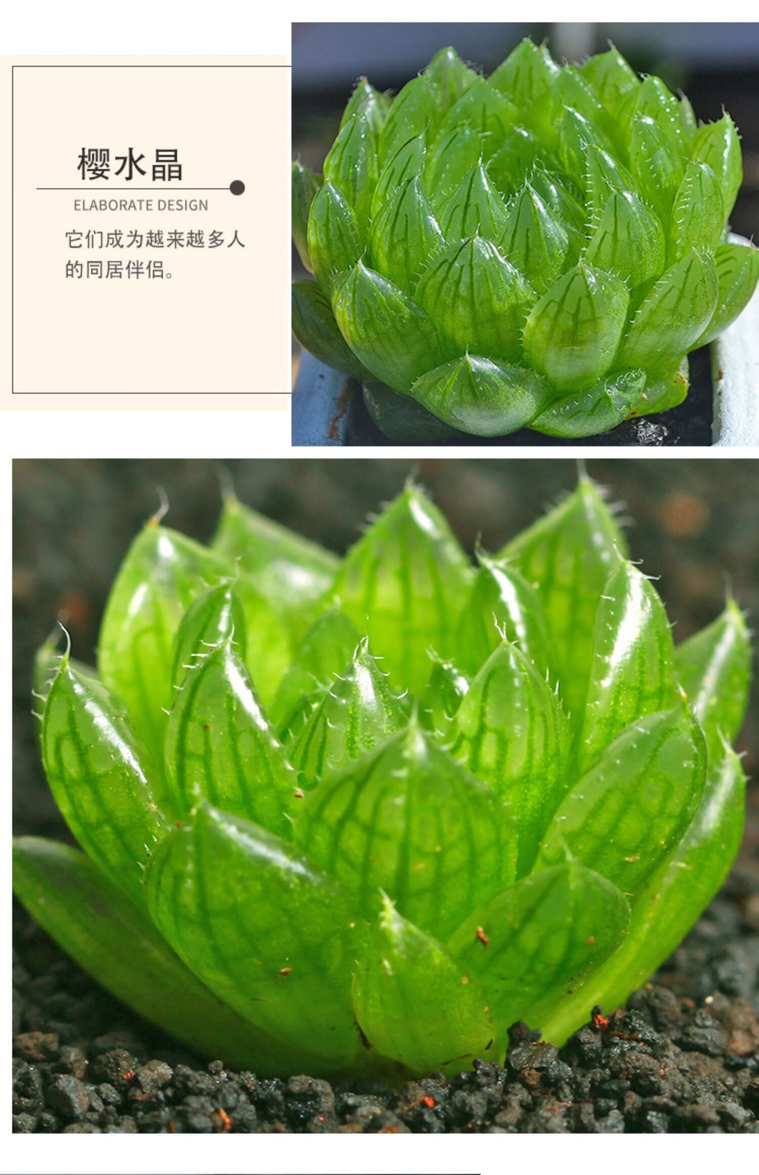 玉露精品多肉植物大颗稀有品种室内桌面办公室肉肉花卉盆栽图片款玉露