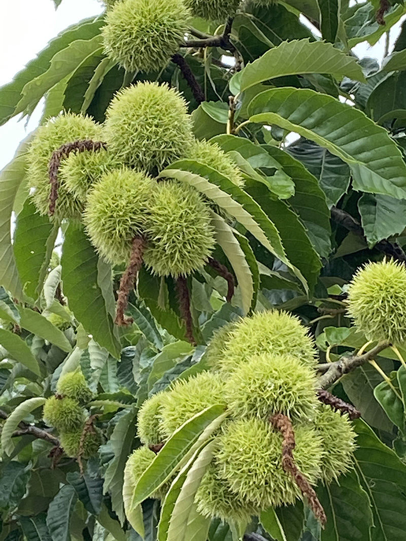 新鲜板栗生栗子22年云南高山去刺壳嫩油板栗仁小板栗 5斤特小【普通装