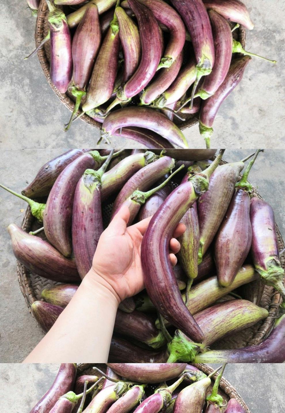 湖北新鲜茄子面包茄子农家茄子烧烤茄子花茄子农家茄子开锅烂 2斤装