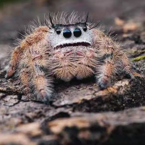 旺园兴跳蛛 橙佛跳蛛 佛罗里达橙佛跳蛛 可上手蜘蛛微距摄影 卢卡斯