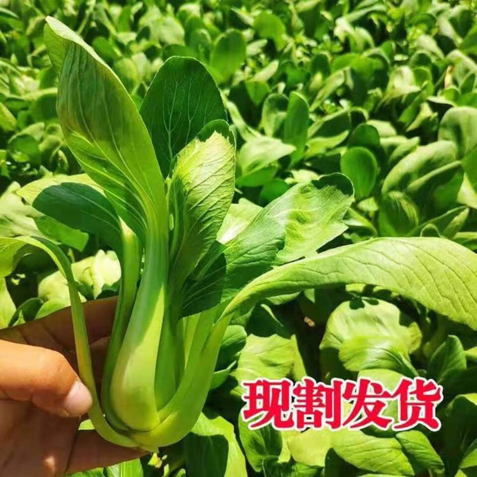 现摘新鲜蔬菜上海青小油菜农家自种有机蔬菜小青菜绿叶菜小白菜 5斤超