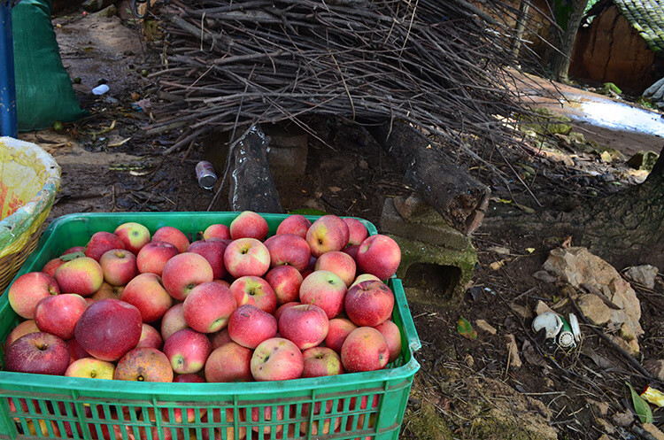 云南蒙自西北勒脆甜冰糖心丑苹果半野生小苹果 8斤 60mm以下【图片
