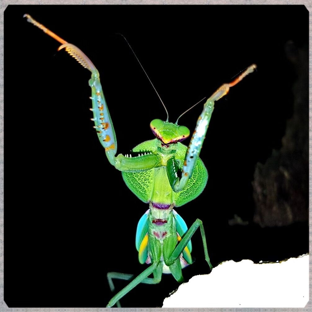 圆盾螳螂螳螂活体圆盾螳螂圆盾螳螂螳螂饲养套餐螳螂活体螳螂螳螂