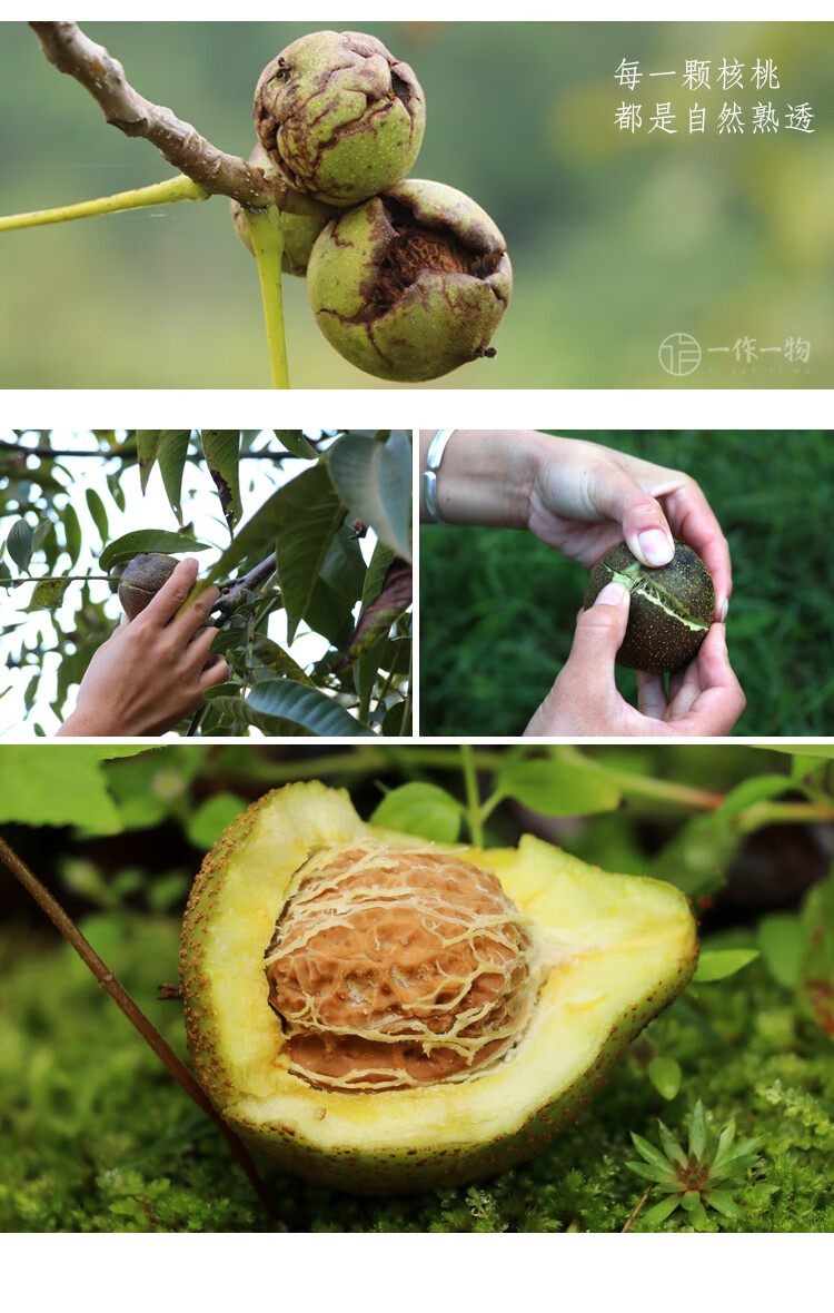 老树核桃尖嘴紫衣紫皮核桃5斤新货云南