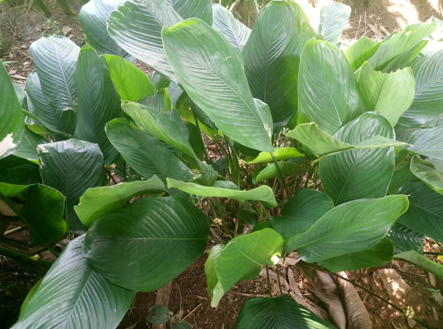 新鲜粽叶广西大粽叶现摘发货裹蒸粽柊叶竹叶粽叶冬叶赠棉线中叶30张15