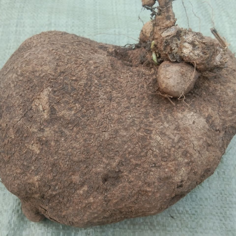 堂贵州中草药新鲜蛇莲500g克中药材雪胆原药苦金盆蛇灵罗锅底 官方