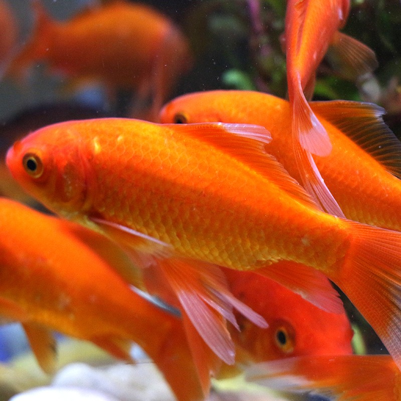 锦鲫鱼活体水族小型易养淡水观赏鱼冬天不加温耐养 4条锦鲫(10-12cm)