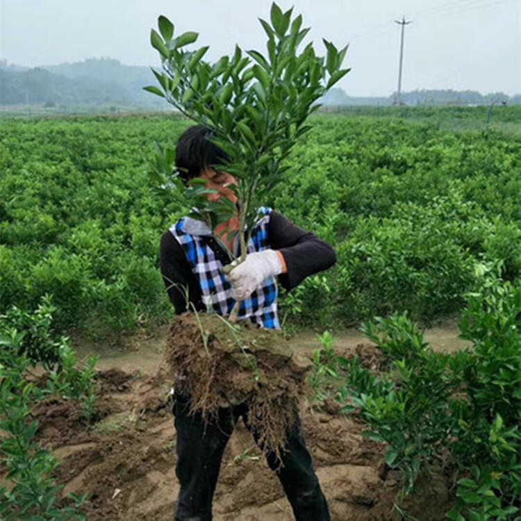 纽荷尔脐橙苗嫁接脐橙树苗橙子树苗赣南脐橙苗橘子苗橙子树苗果树