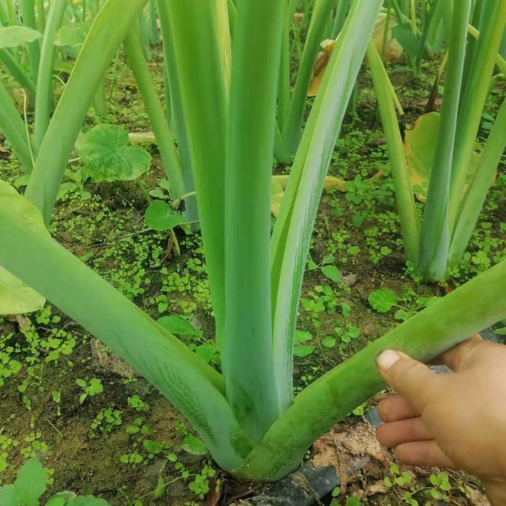 广菜苗贵州特产白芋荷菜苗现挖先发蒙禾绿植装饰酸汤蔬菜带泥发货 广
