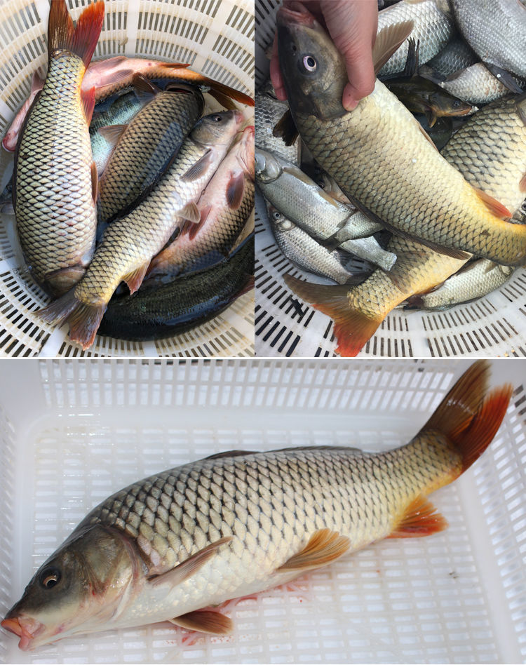 新鲜净膛鲤鱼江西特产鲜活现杀淡水产鱼有机鱼段烧烤水煮鱼净膛400600