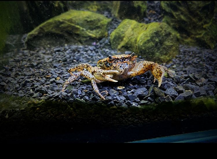 观赏蟹活体水族淡水宠物鱼缸小螃蟹迷你辣椒蟹红螯相手蟹豹点蟹 迷你