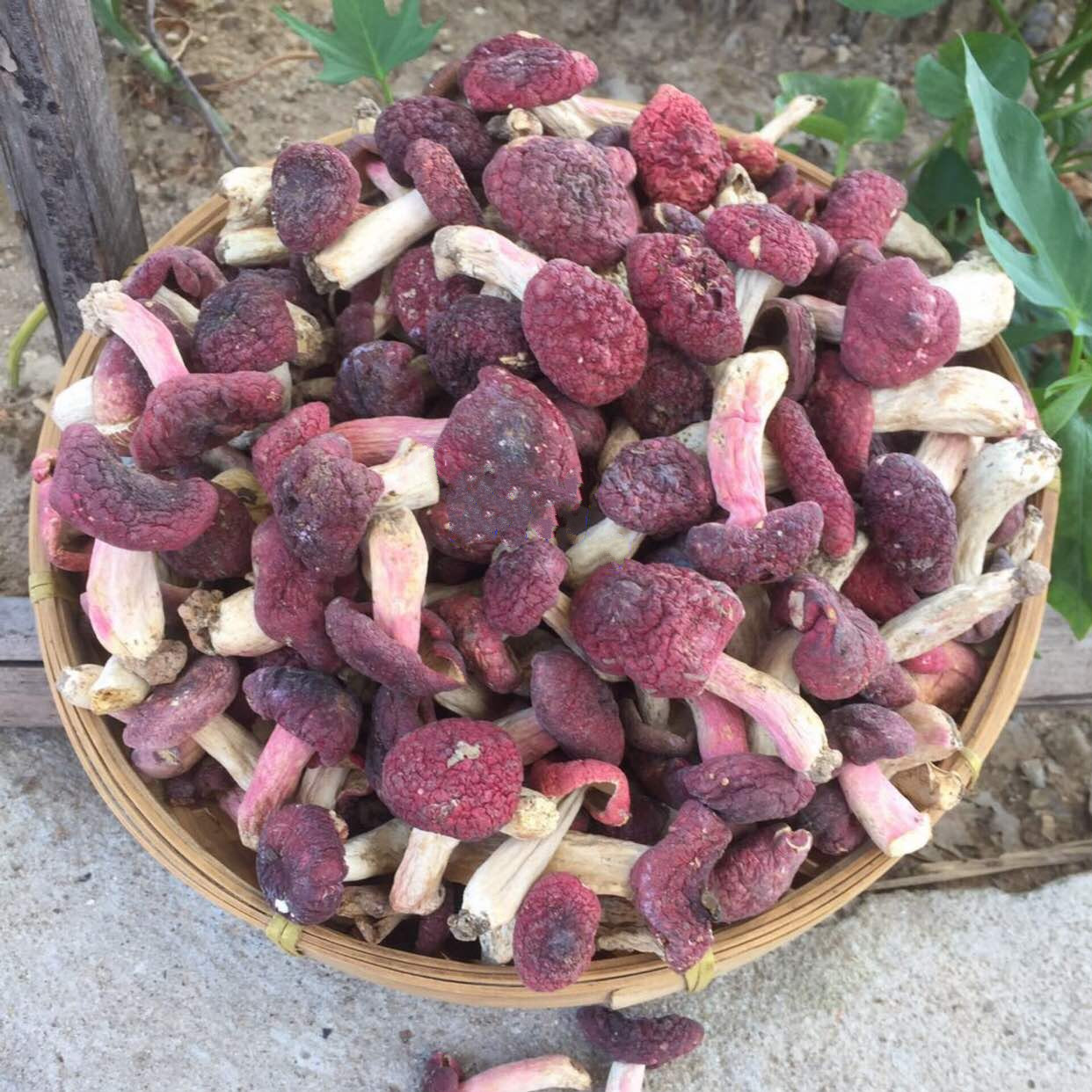 新货小红菇蕾福建红菇丁武夷山干货500g