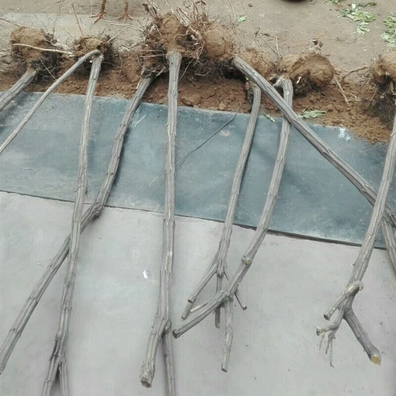 适用于庭院树苗别墅绿化树苗五台山降龙木画眉六道子木 降龙木树苗 6