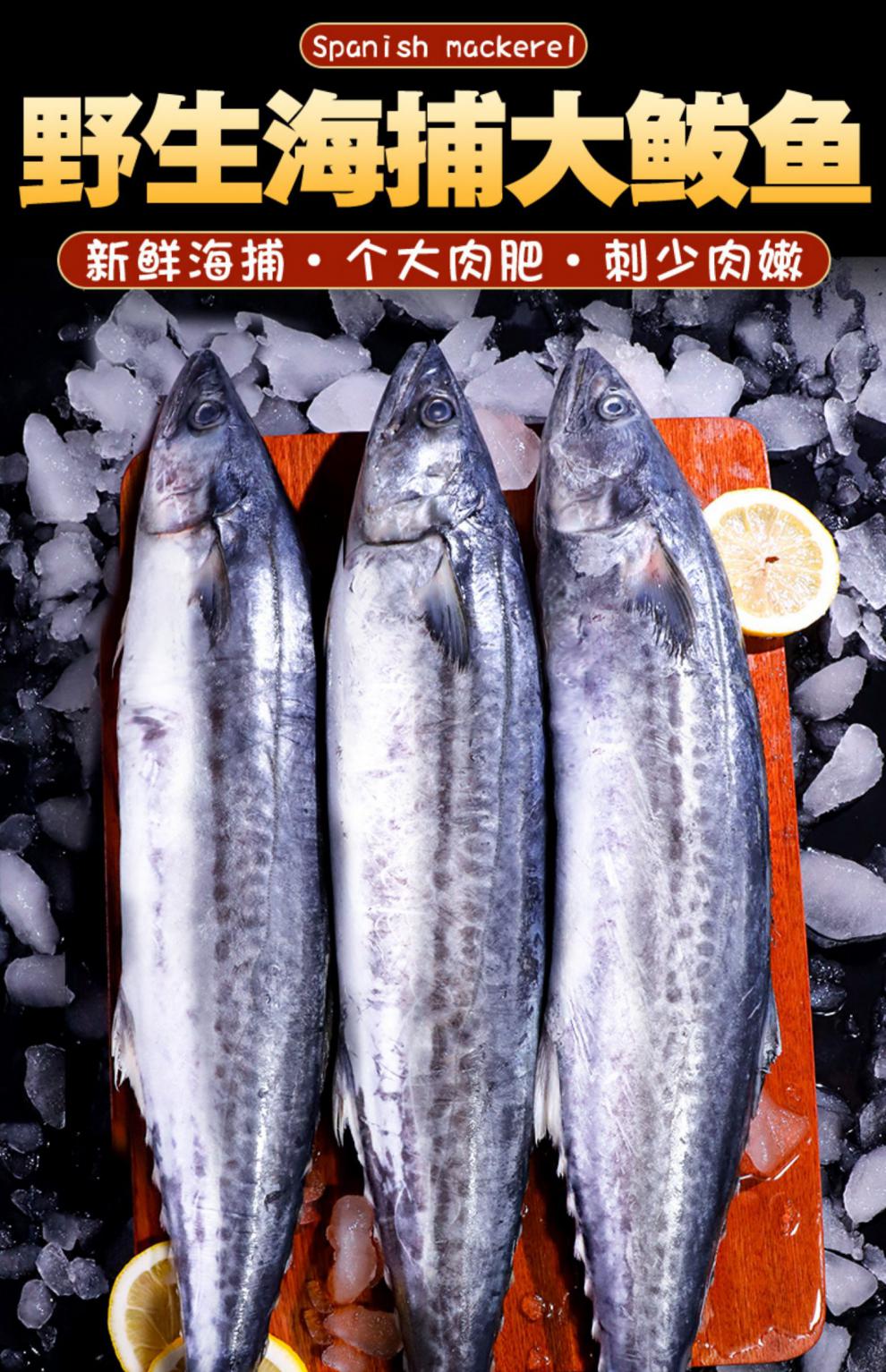 大鮁魚青島大鮁魚鮮活5斤冷凍新鮮深海魚水產整條海捕特大馬鮫魚水