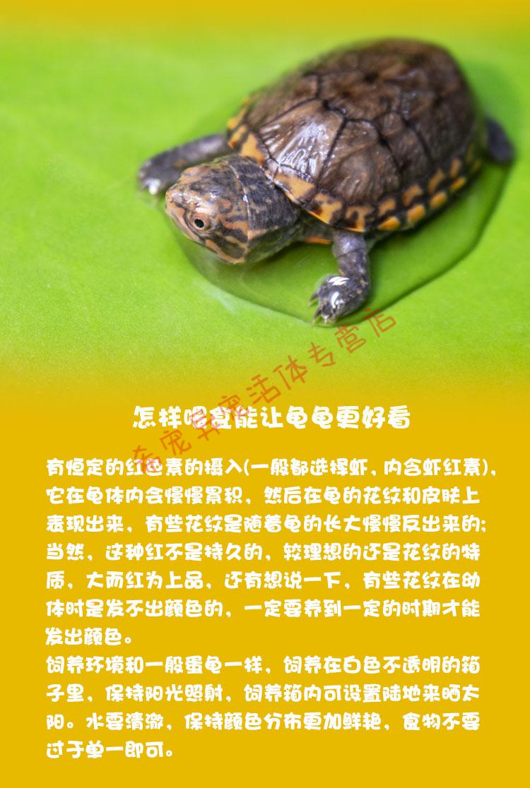 红面蛋龟深水观赏剃刀巨头吃粪小大乌龟活体宠物龟苗墨蛋 进口红面5