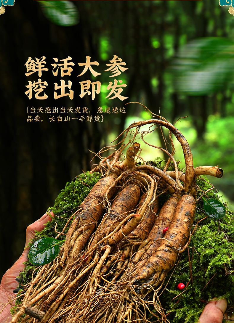 野山参鲜活人参加大2支野山参长白山新鲜人参林下参泡酒煲汤佳选老参