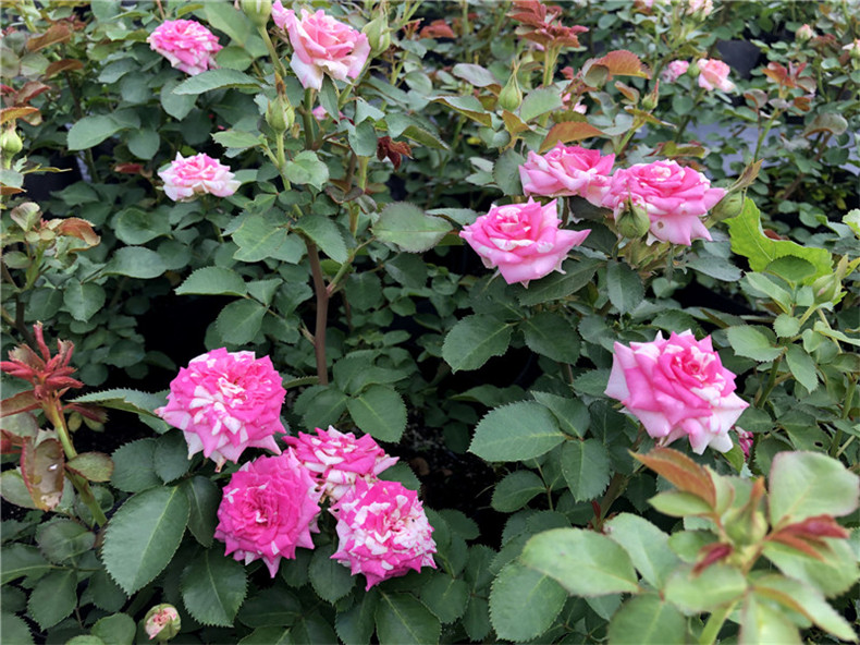 闪光的舞蹈条纹多头微月闪电舞四季开花微型阳台灌木微型月季花售后