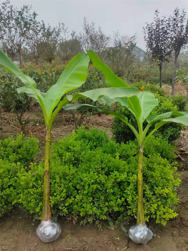 庭院大型绿植花卉芭蕉苗 北方耐寒观赏芭蕉树苗盆栽大叶植物室内 粗8