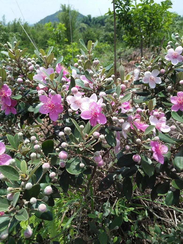 桃金娘树苗山捻子苗乌稔多尼小种苗盆景地栽室内阳台庭院植物 3年带土