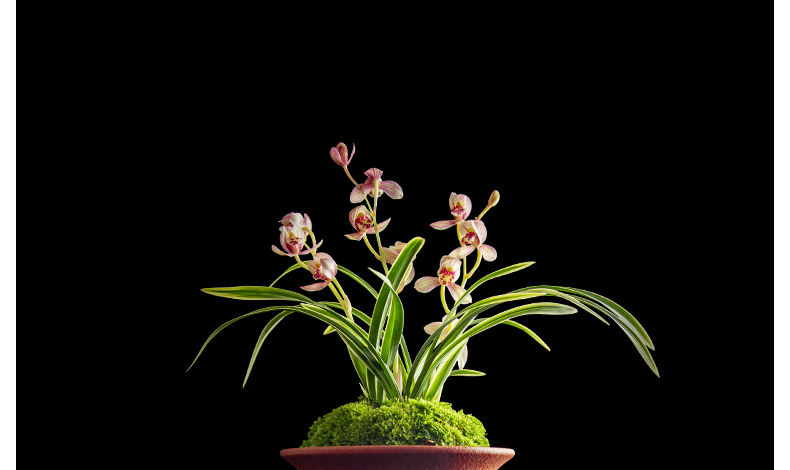 所有品种带金边金边兰建兰四季兰墨兰金边矮种荣华富贵花卉荣华牡丹2