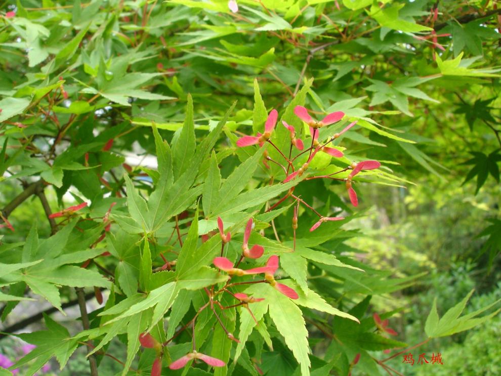 青枫树苗青枫小苗嫁接红枫专用苗圃鸡爪槭苗鸡爪槭树苗鸡爪槭80100