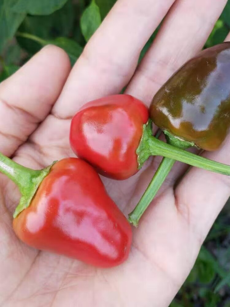 媚調現摘新鮮頭燈籠椒草莓椒海椒泡椒剁辣椒5斤紅辣椒非七彩椒 3斤