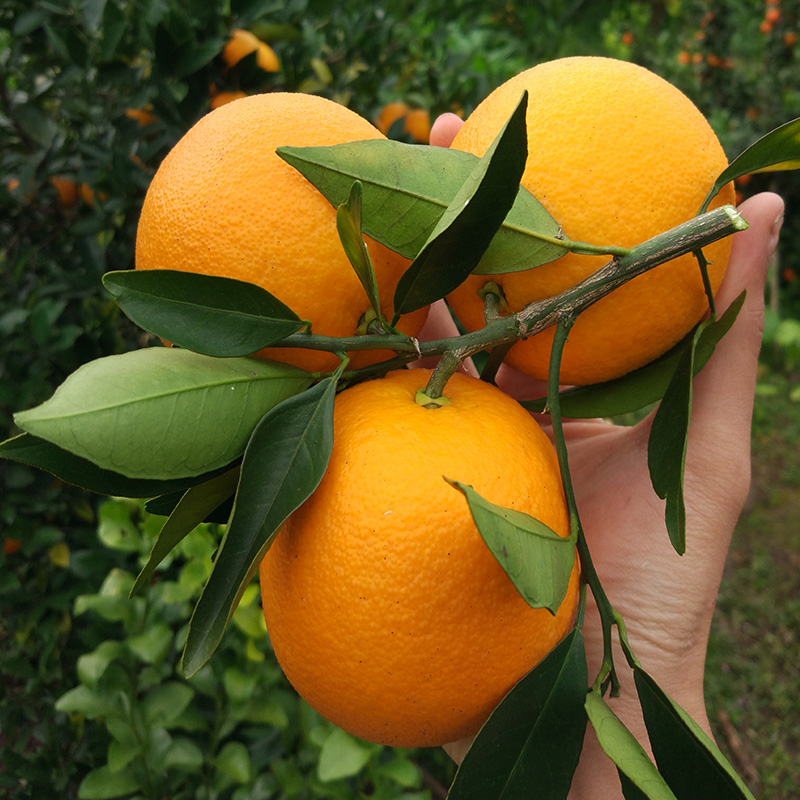 广西纯甜橙子正宗蜜香橙桂林蜂蜜橙冰糖脐橙新鲜整箱水果 16斤 70mm