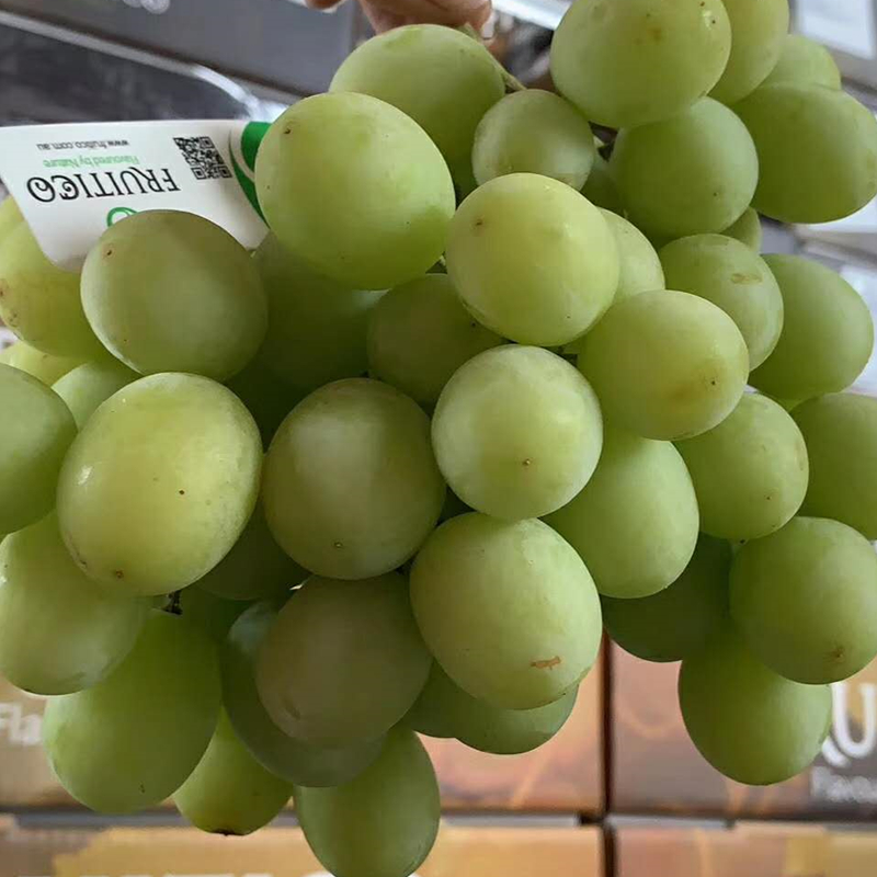 澳洲进口甜地球青提 秋天酥无籽葡萄提子脆甜多汁新鲜孕妇水果 5斤【