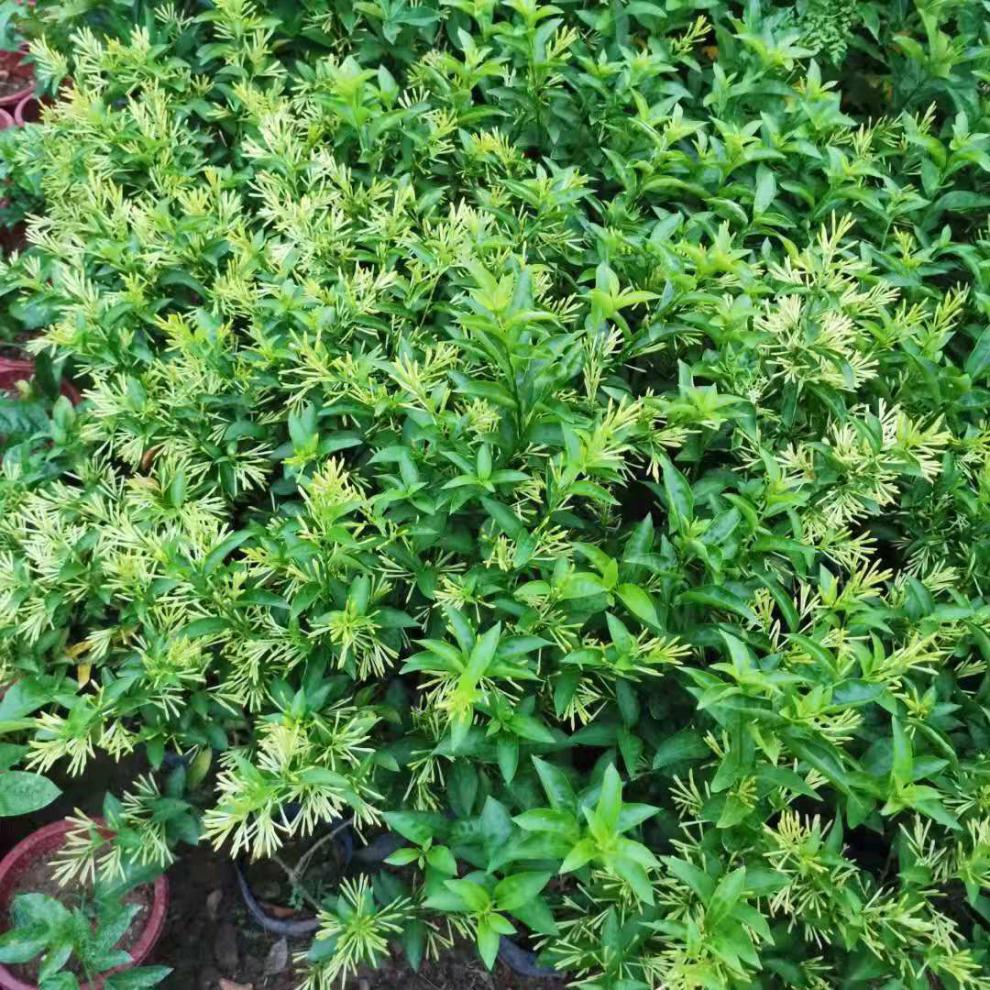 夜來香花樹苗九里香夜來香盆栽花卉植物室內驅蚊花苗濃香四季開花 5年