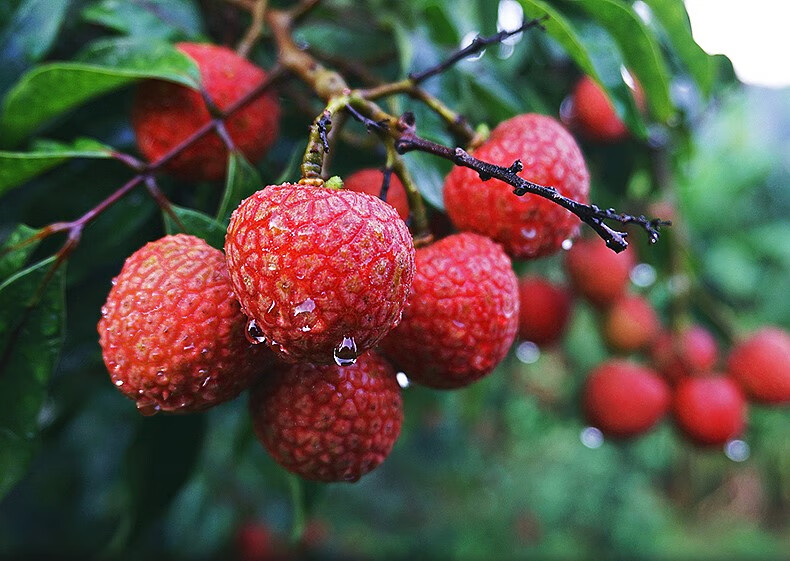 闽臻新鲜冰荔枝500g新鲜大果当季应季水果一颗荔枝冰鲜冷冻即食 6斤