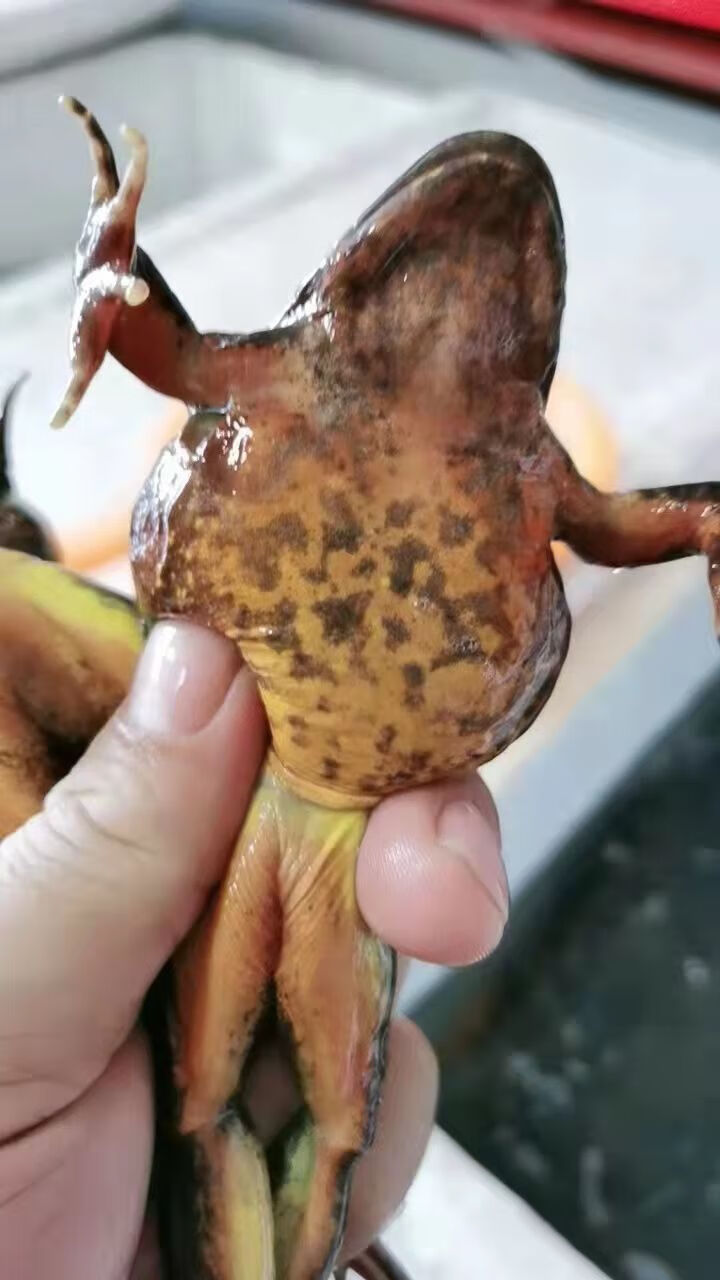 【顺丰快速】新鲜东北蛤蟆长白山特产雪蛤鲜活活林蛙新出河母豹活体 2