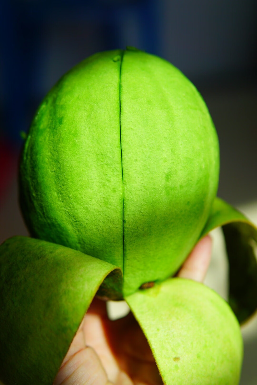 源外园 海南本地白沙牛油果粉糯个大熟度好新鲜国产果园现摘健身顺丰