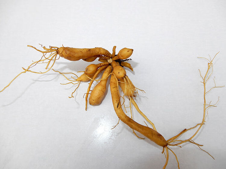 野生新鲜黄花菜根500g金针苗根萱草根忘忧草根黄花菜苗 500g【图片