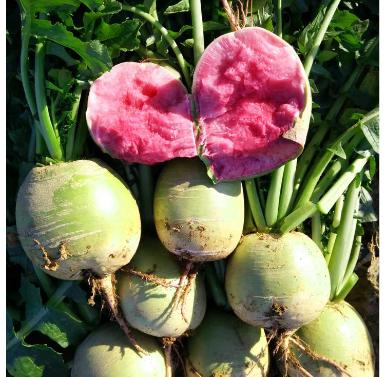 鲜少年【jd物流】新鲜心里美萝卜心灵美绿皮红心水果5/装泡菜泡菜原料