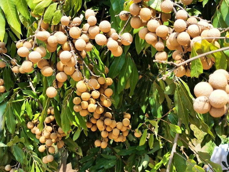 四川泸州老树晚熟桂圆鲜甜龙眼当季孕妇水果新鲜现摘整箱现货 5斤